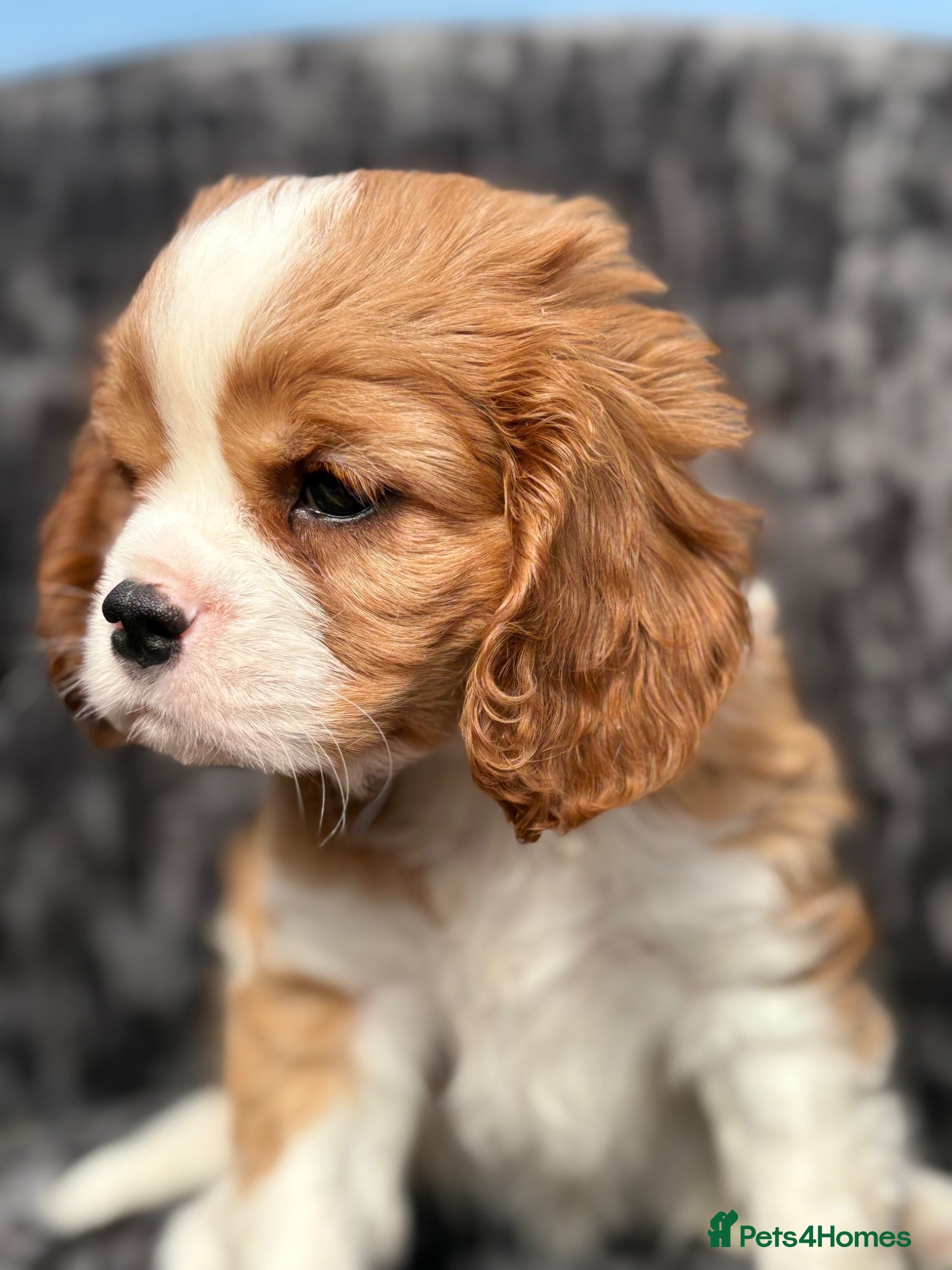 Cavalier King Charles Spaniel dogs Extensively health tested cavalier pups  - Advert 2