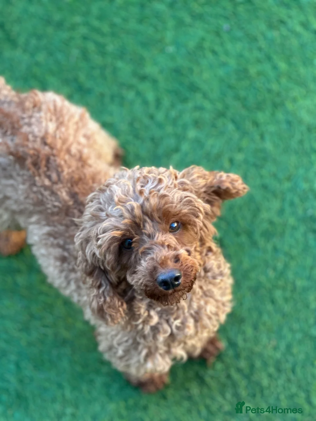 Toy Poodle dogs for sale: Only 2 boys left! Dark Red Toy Poodles  - Advert 6