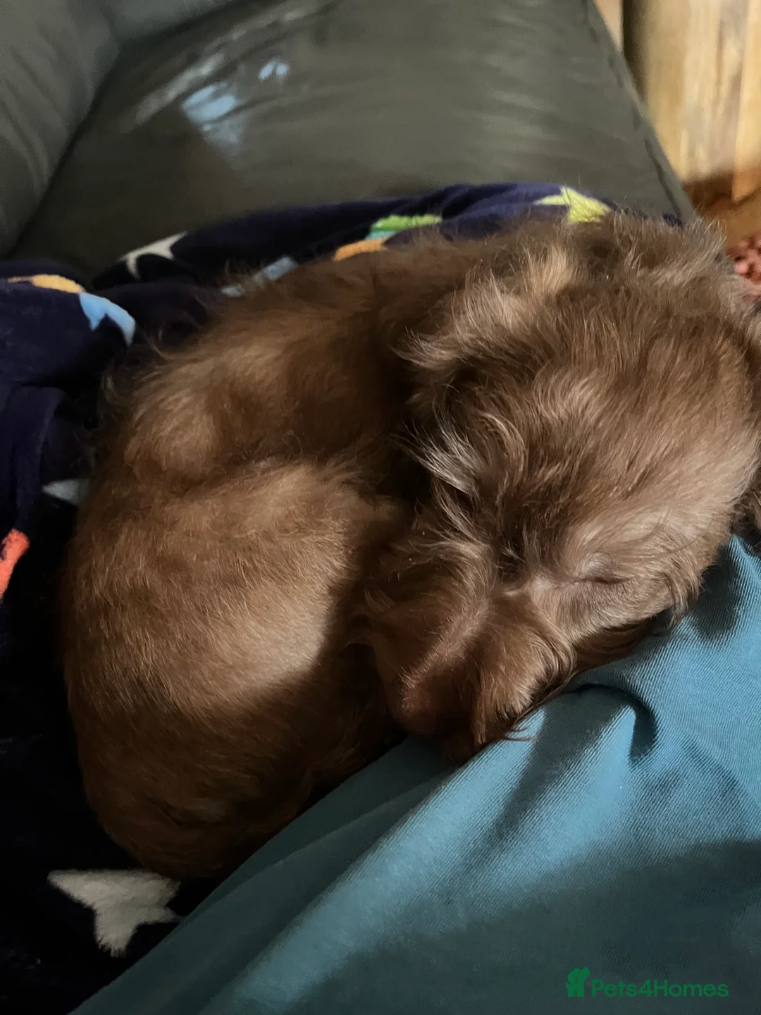 Miniature Dachshund dogs for sale: Beautiful puppy  - Advert 2