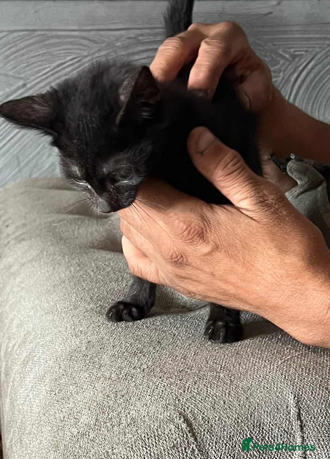 Munchkin cats for sale: Beautiful munchkin  - Advert 13