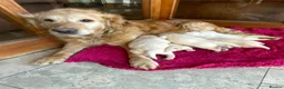 Golden Retriever dogs for sale: Gorgeous KC registered Golden Retreiver Puppies in Lancaster - Advert 5