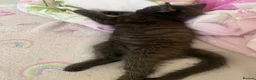 British Longhair cats for sale: Lovely siblings, looking for forever home 🙏🏻🥰❤️ - Advert 9
