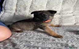 Belgian Shepherd Dog dogs for sale: Belgian malinois puppies - Image 16