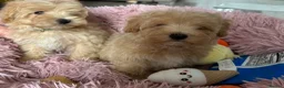 Maltipoo dogs for sale: Maltipoo puppies READY NOW ! - Advert 5