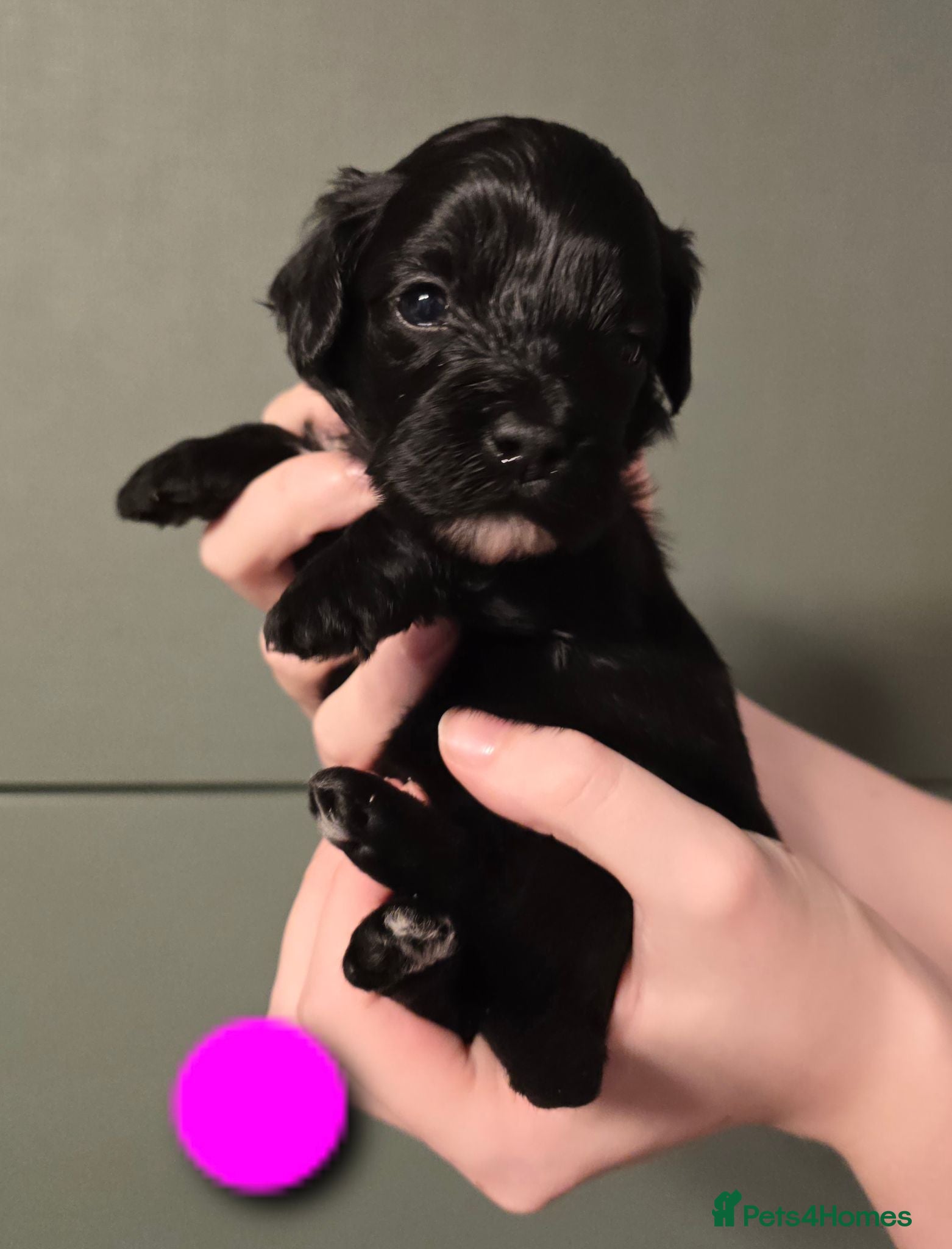 Toy Poodle dogs Rare tri colour MALTIPOO Exquisite 5⭐️licensed - Advert 14