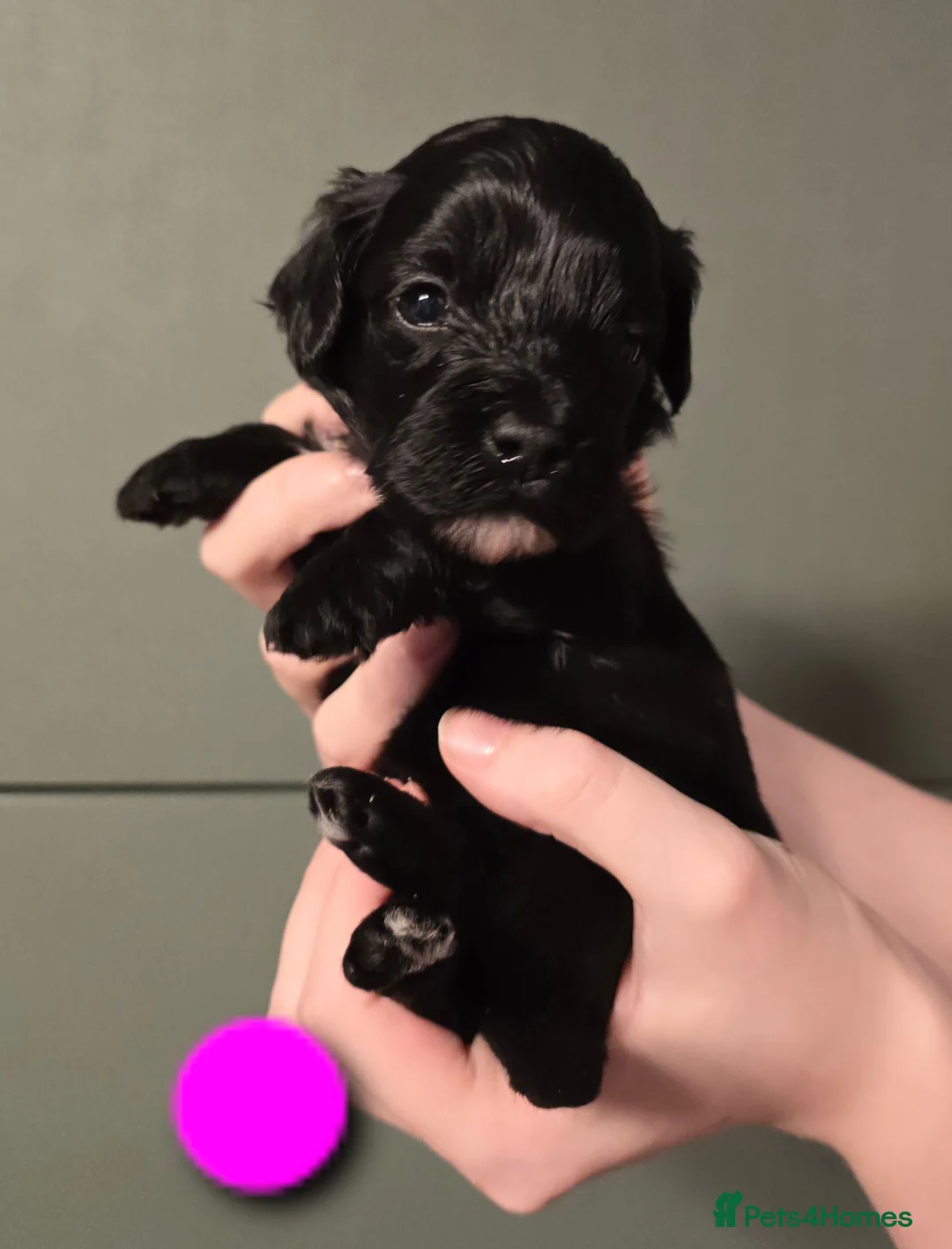Toy Poodle dogs for sale: Rare tri colour MALTIPOO Exquisite 5⭐️licensed - Advert 1
