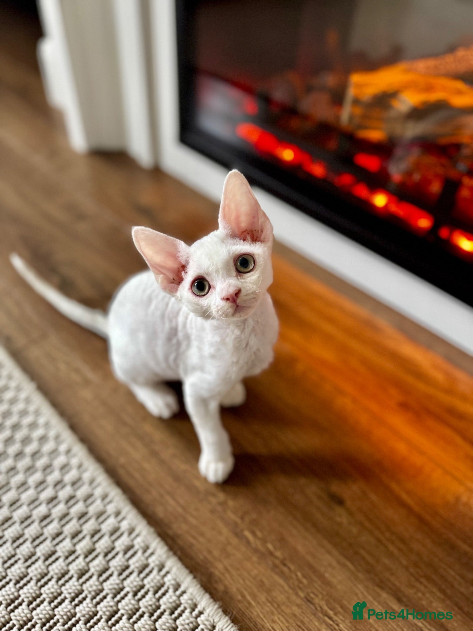 Devon Rex cats Stunning White Devon Rex Boy - Advert 2