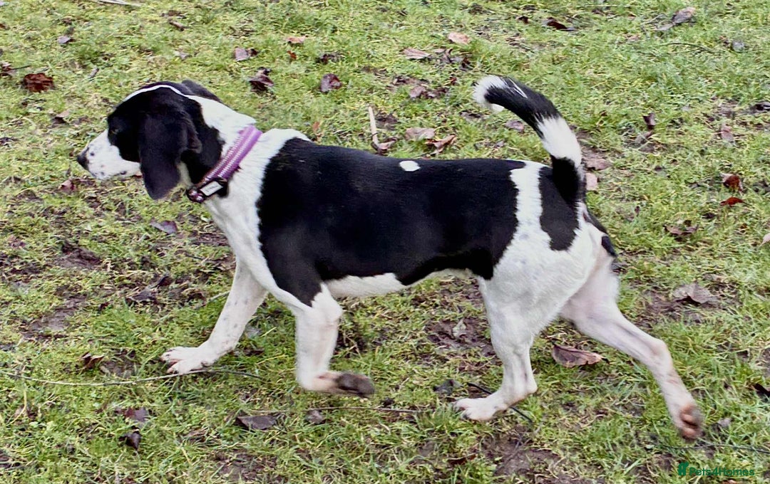 Mixed Breed dogs for adoption: 💔 PARIS is STILL WAITING FOR HOME 💔 - Advert 3