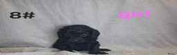 Cockapoo dogs for sale: 8 beautiful puppies for sale in Swadlincote - Advert 3