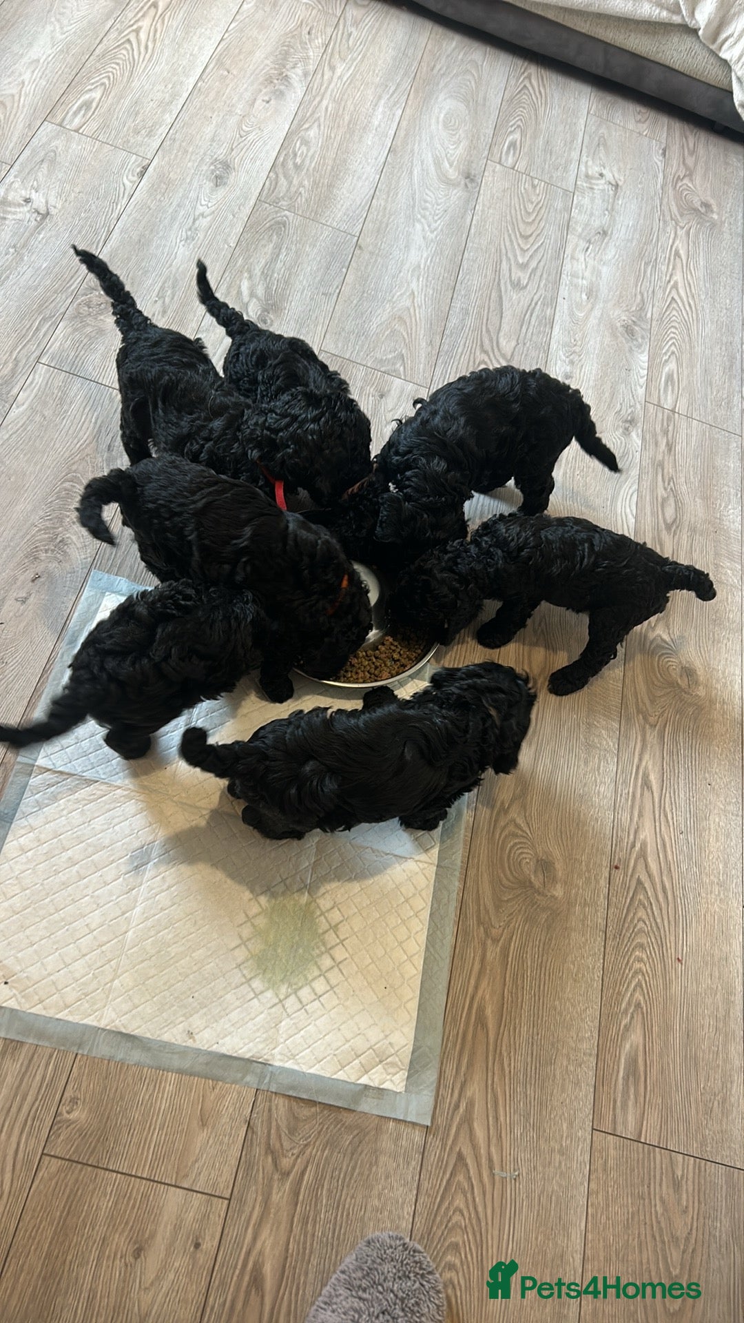 Cockapoo dogs for sale: Beautiful Cockapoo Puppies  - Advert 12