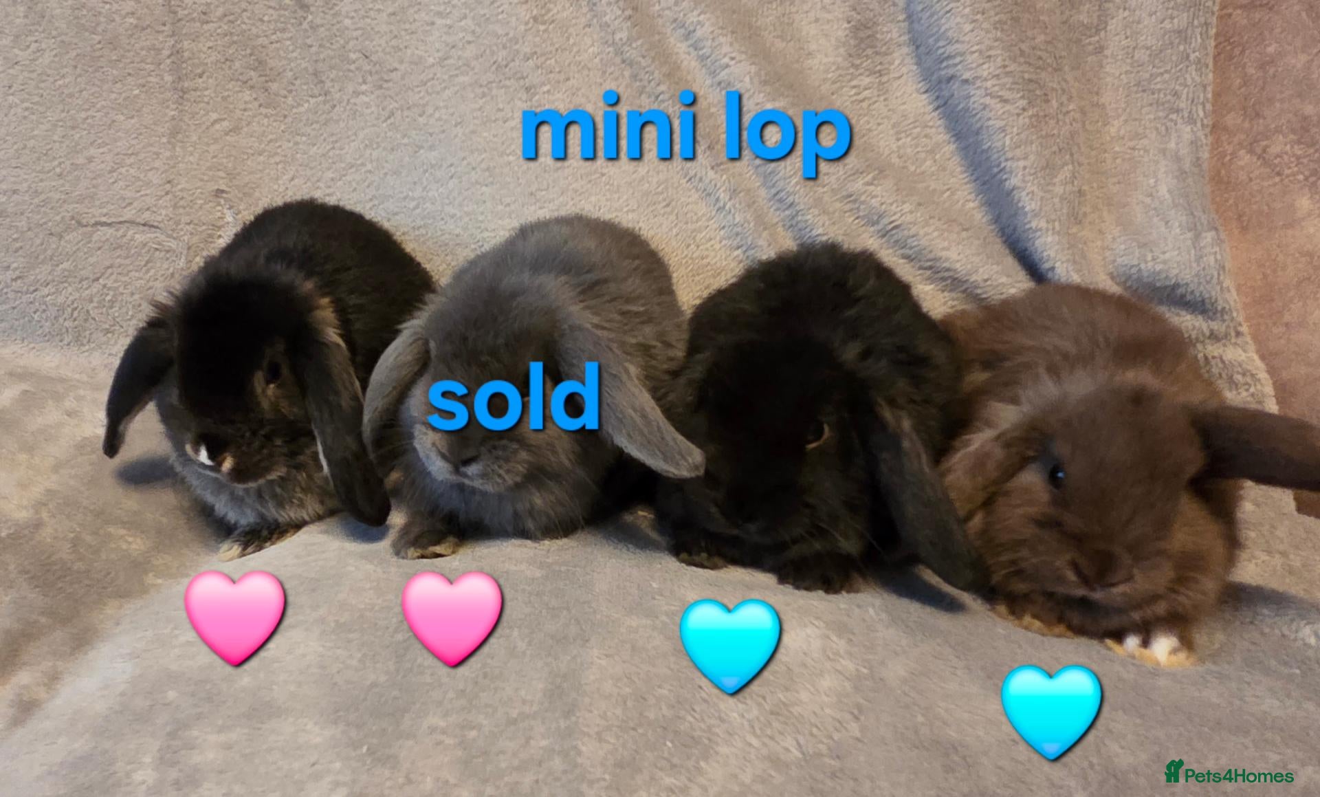 Mini Lop rabbits 8 week old very tame mini lop boys - Advert 1