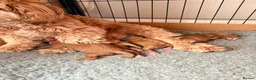 Cavapoo dogs for sale: Gorgeous F1bb Teddy Cavapoos - Advert 15