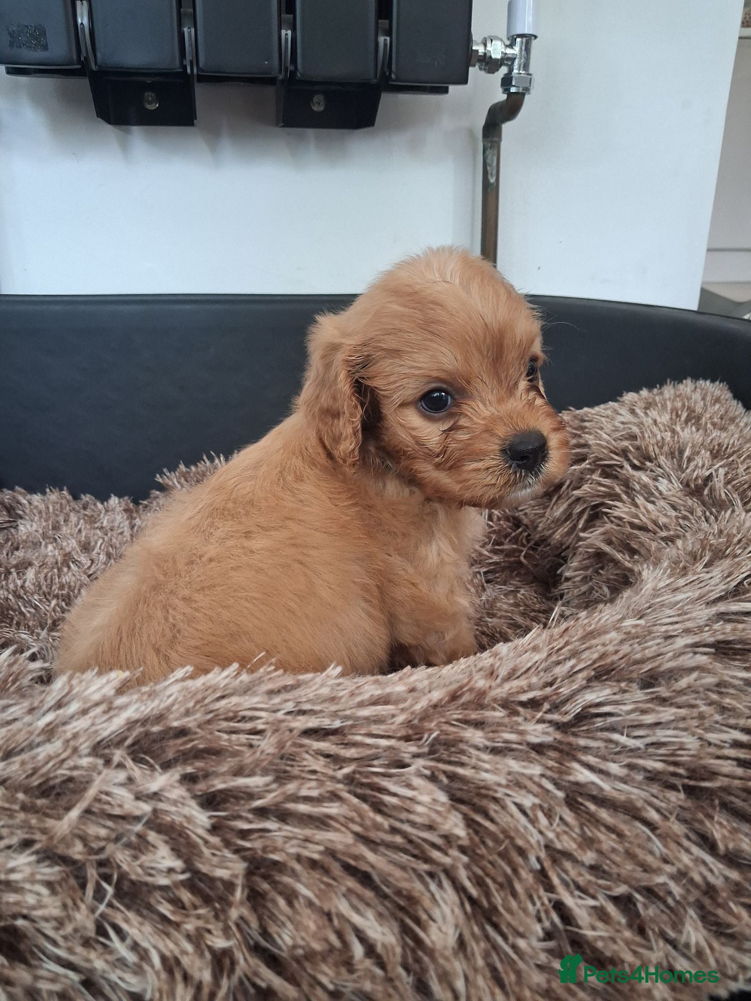 Cavapoo dogs Last boy available Health testedparents  - Advert 16