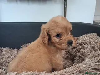 Cavapoo dogs Last boy available Health testedparents - Advert 16