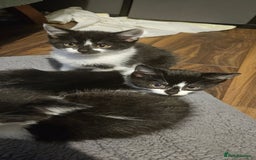 Mixed Breed cats for sale: 11 week old kittens ready for new homes  - Image 4