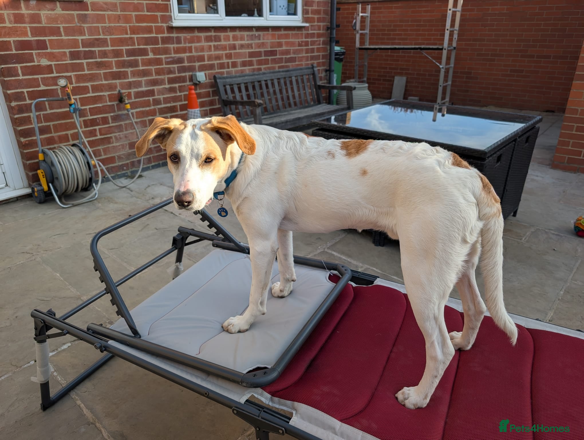 Mixed Breed dogs Milo Is a 9 month old pointer cross - Advert 1