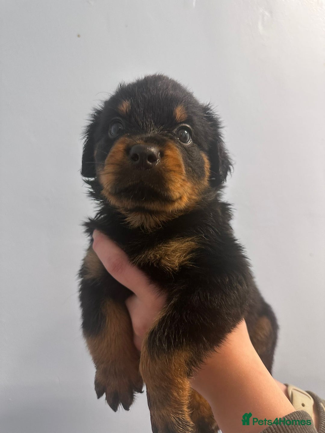 Rottweiler dogs for sale: 🐾 Pure Bred Rottweiler Puppies 🐾 - Image 4