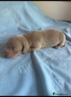 Miniature Dachshund dogs KC Mini Smooth haired Dachshunds - Advert 2