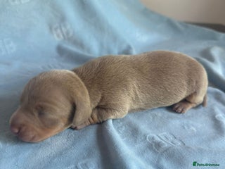 Miniature Dachshund dogs KC Mini Smooth haired Dachshunds - Advert 5