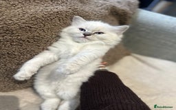 Ragdoll cats for sale: RAGDOLL MALE (last kitten in the litter ) - Image 4