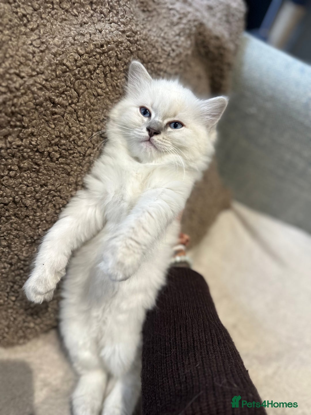 Ragdoll cats for sale: RAGDOLL MALE (last kitten in the litter ) - Image 4