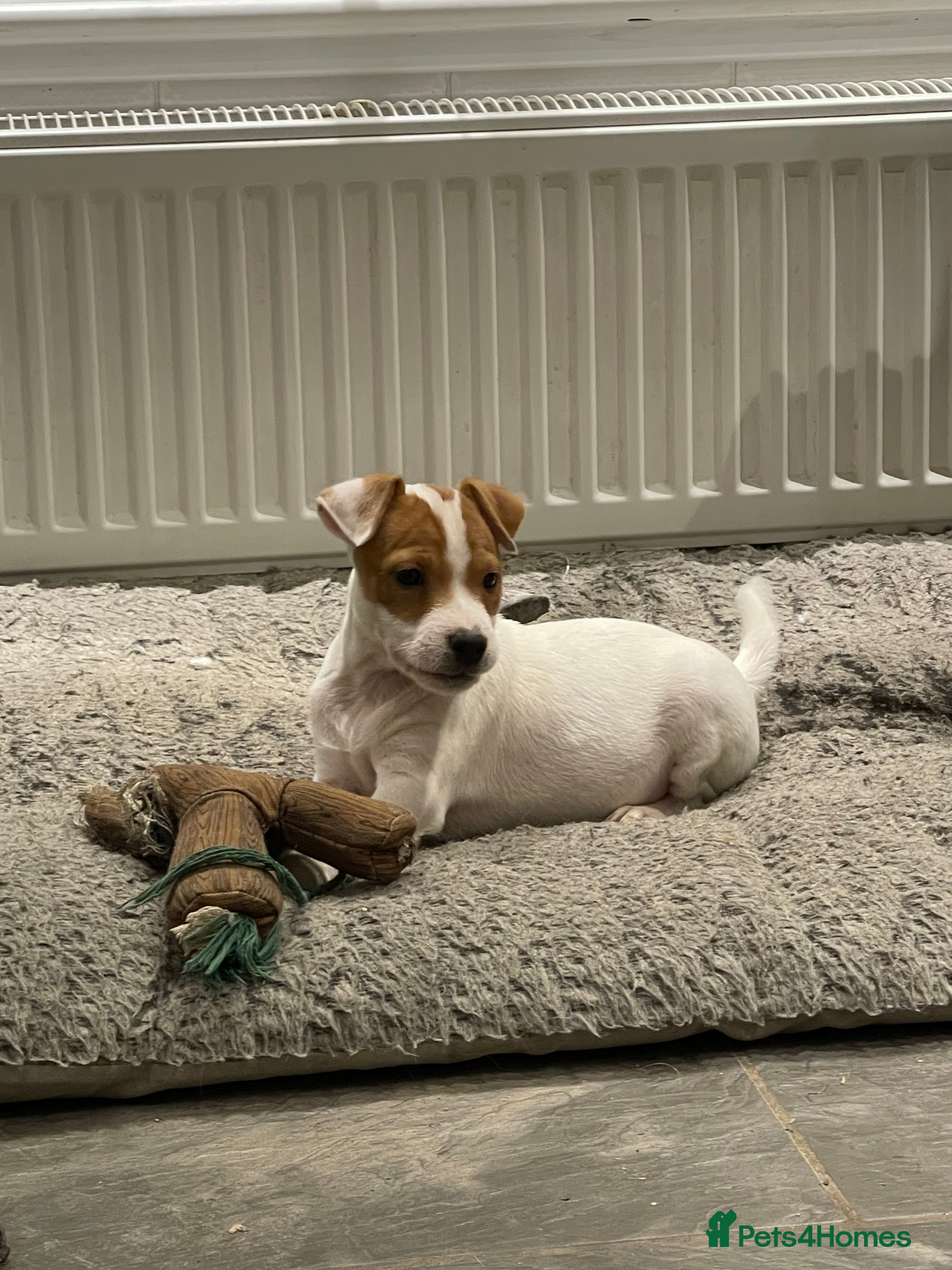 Jack Russell dogs Jack Russell Parson Type Dog Puppies For Sale - Advert 2