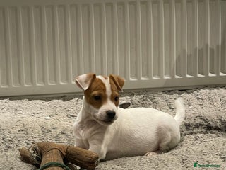 Jack Russell dogs Jack Russell Parson Type Dog Puppies For Sale - Advert 17
