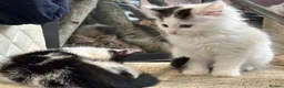 British Shorthair cats for sale: 4 kittens looking for new homes in Rayleigh - Advert 7