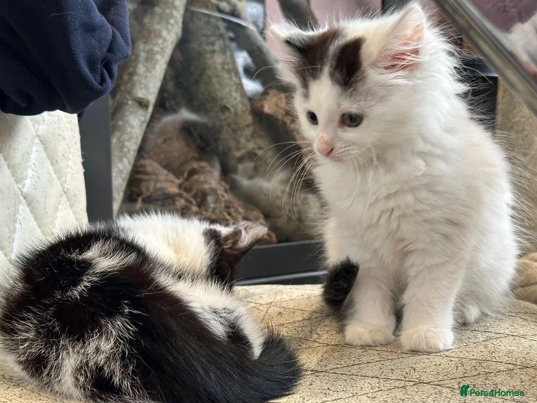 British Shorthair cats for sale: 4 kittens looking for new homes in Rayleigh - Advert 7