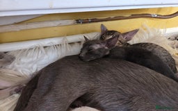 Siamese cats for sale: Siamese and Oriental Kittens  - Image 3