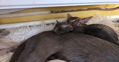 Siamese cats - Advert 3