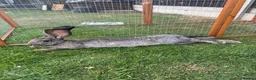 Continental Giant rabbits for sale: Continental giant rabbit Kits  - Advert 2