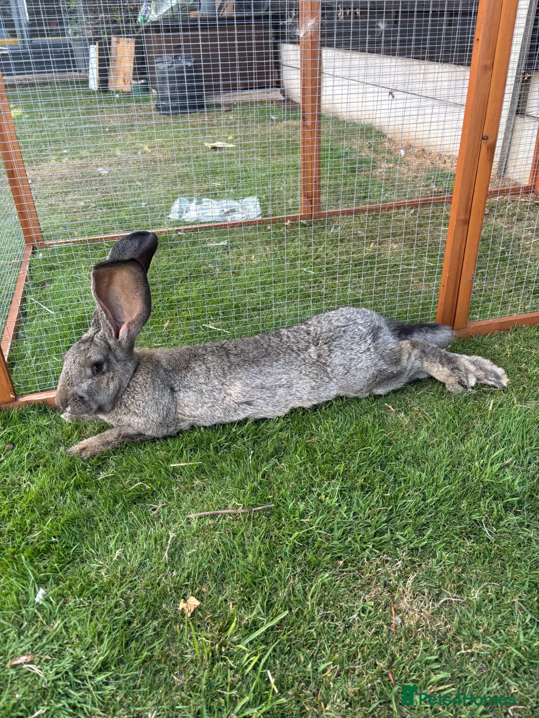 Continental Giant rabbits for sale: Continental giant rabbit Kits  - Advert 2