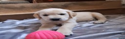 Golden Retriever dogs for sale: ⭐️⭐️Beautiful White Golden Retriever Pups ⭐️⭐️ - Advert 12