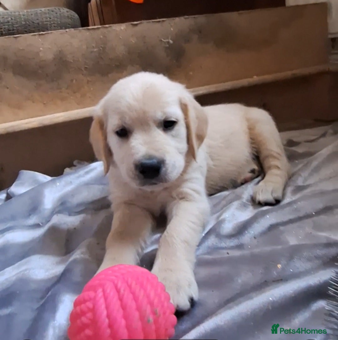 Golden Retriever dogs for sale: ⭐️⭐️Beautiful White Golden Retriever Pups ⭐️⭐️ - Advert 12