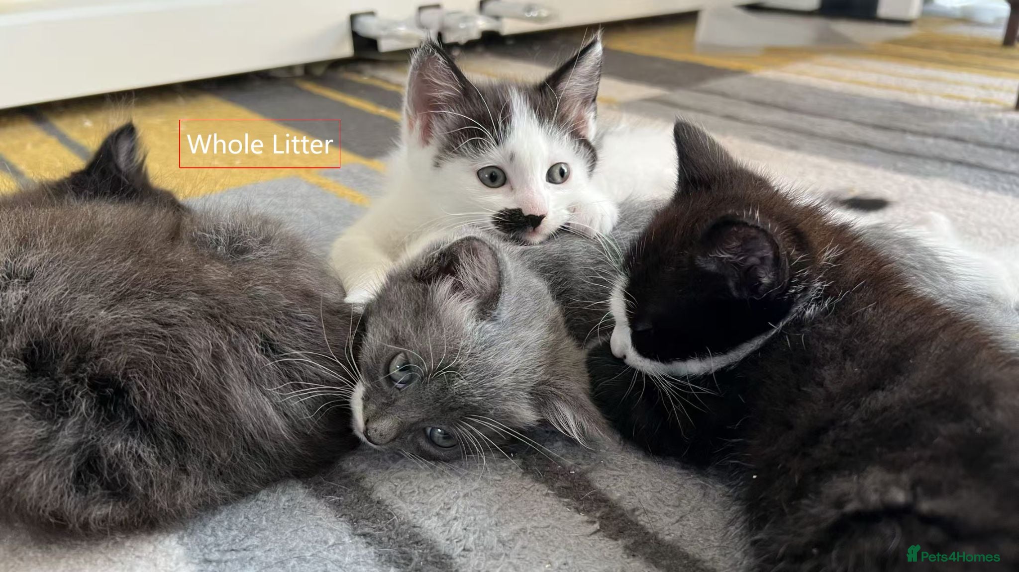 Mixed Breed cats Cute and playful kittens looking for a new home - Advert 3