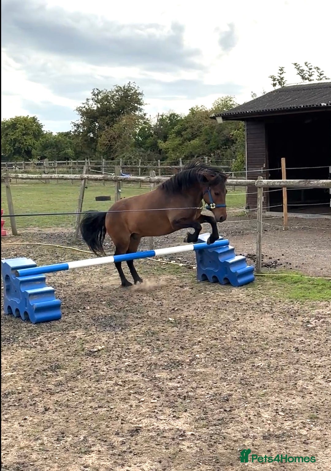 Dartmoor horses for sale: Teddy - Image 8