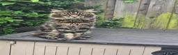Maine Coon cats for sale: REDUCED XL Stunning full Maine Coon Kittens –  - Advert 9