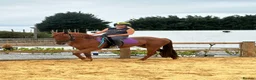 Appaloosa horses for sale: Appaloosa X gelding 15.3hh rising 4  in Hull - Advert 3