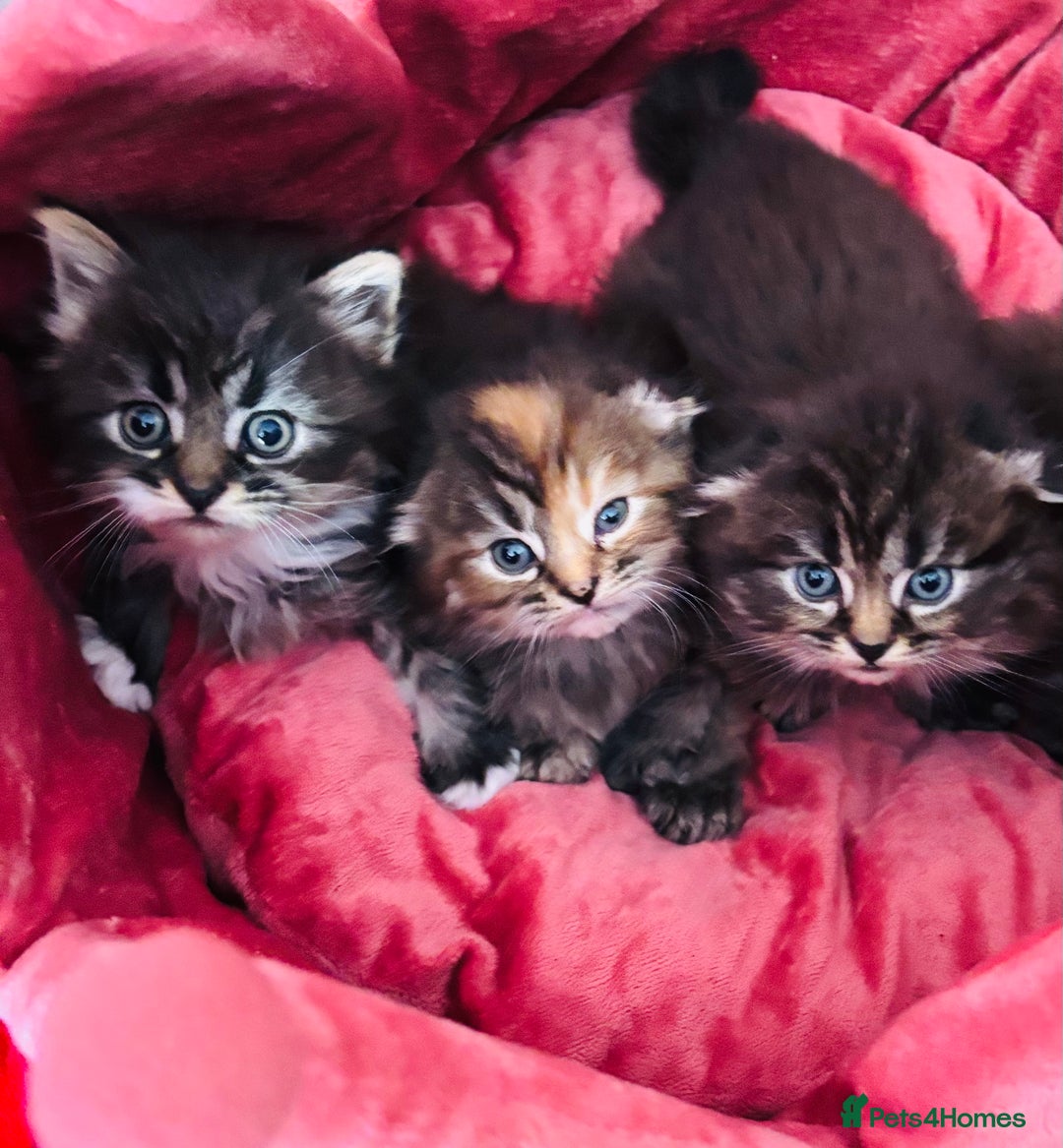 Scottish Fold cats for sale: Gorgeous Scottish Fold long hair - Image 10