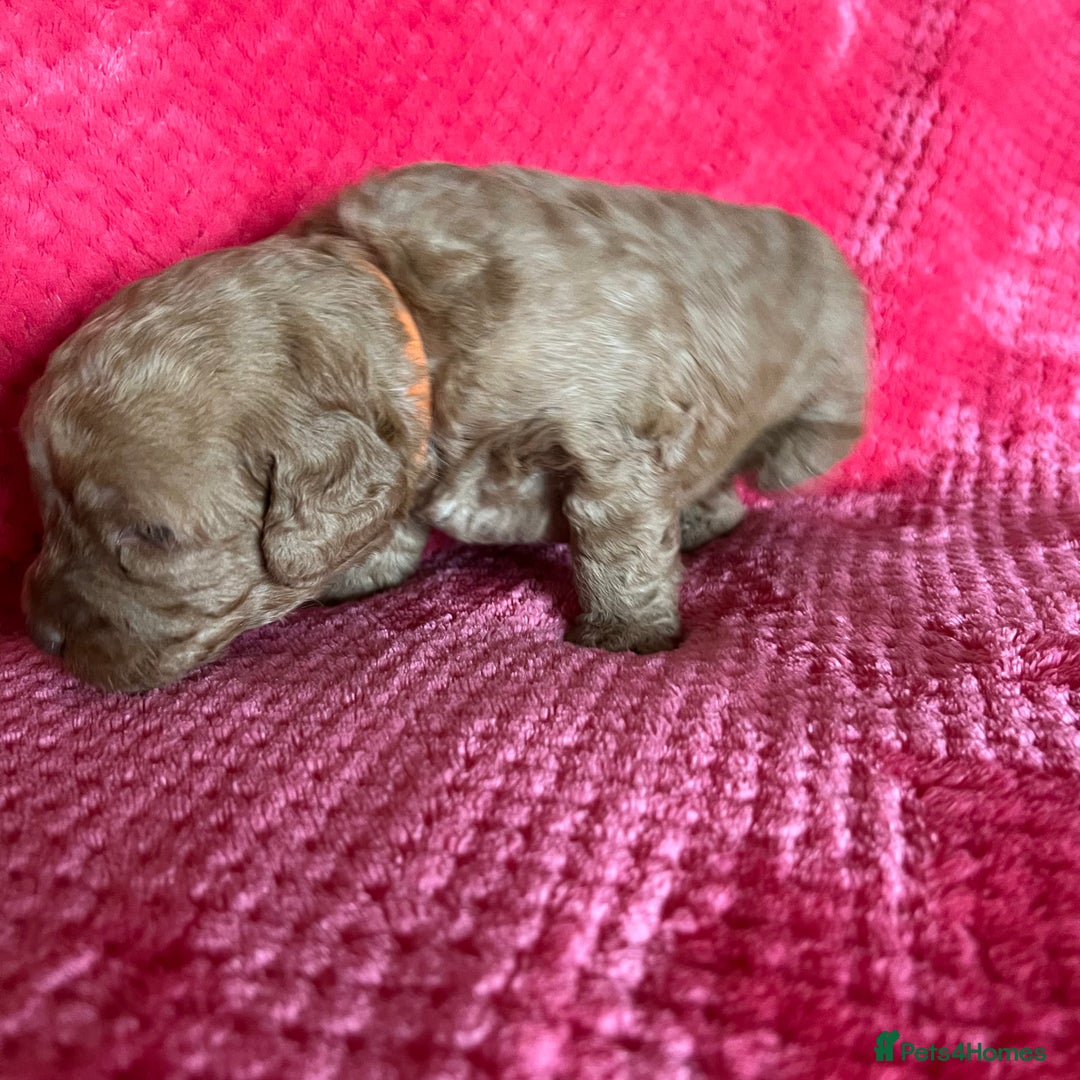 Labradoodle dogs for sale: F1b Australian Labradoodles - Advert 6