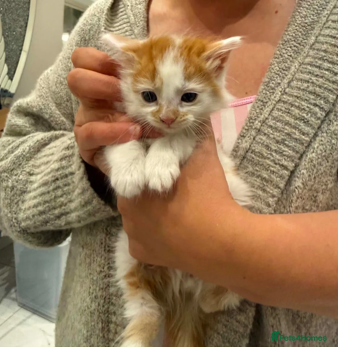 Mixed Breed cats for sale: Fluffy long haired male kitten available now - Advert 6