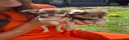 Chihuahua dogs for sale: All puppies sold 🩵🐾 - Advert 4