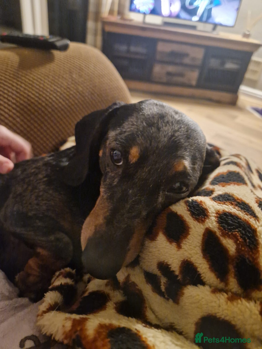Dachshund dogs for adoption: 💖🐶 ROBIN AND MOCHI 🐶💖 - Advert 2