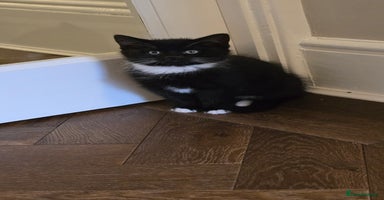 Maine Coon cats - Advert 6