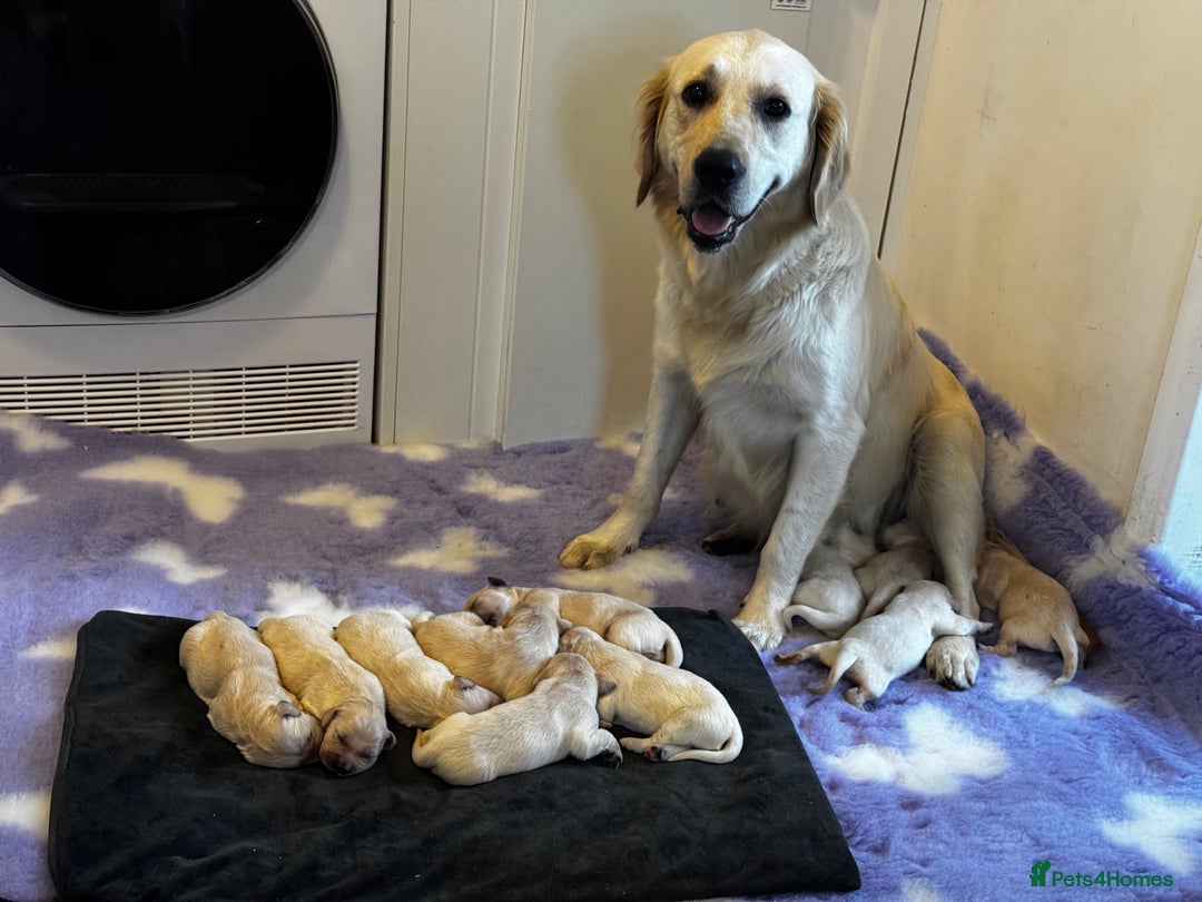 Golden Retriever dogs for sale: ⭐️ health tested kc reg puppies ⭐️ - Advert 4