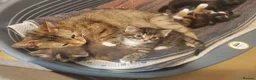 Mixed Breed cats for sale: 4 gorgeous little kitten looking for homes  - Advert 24