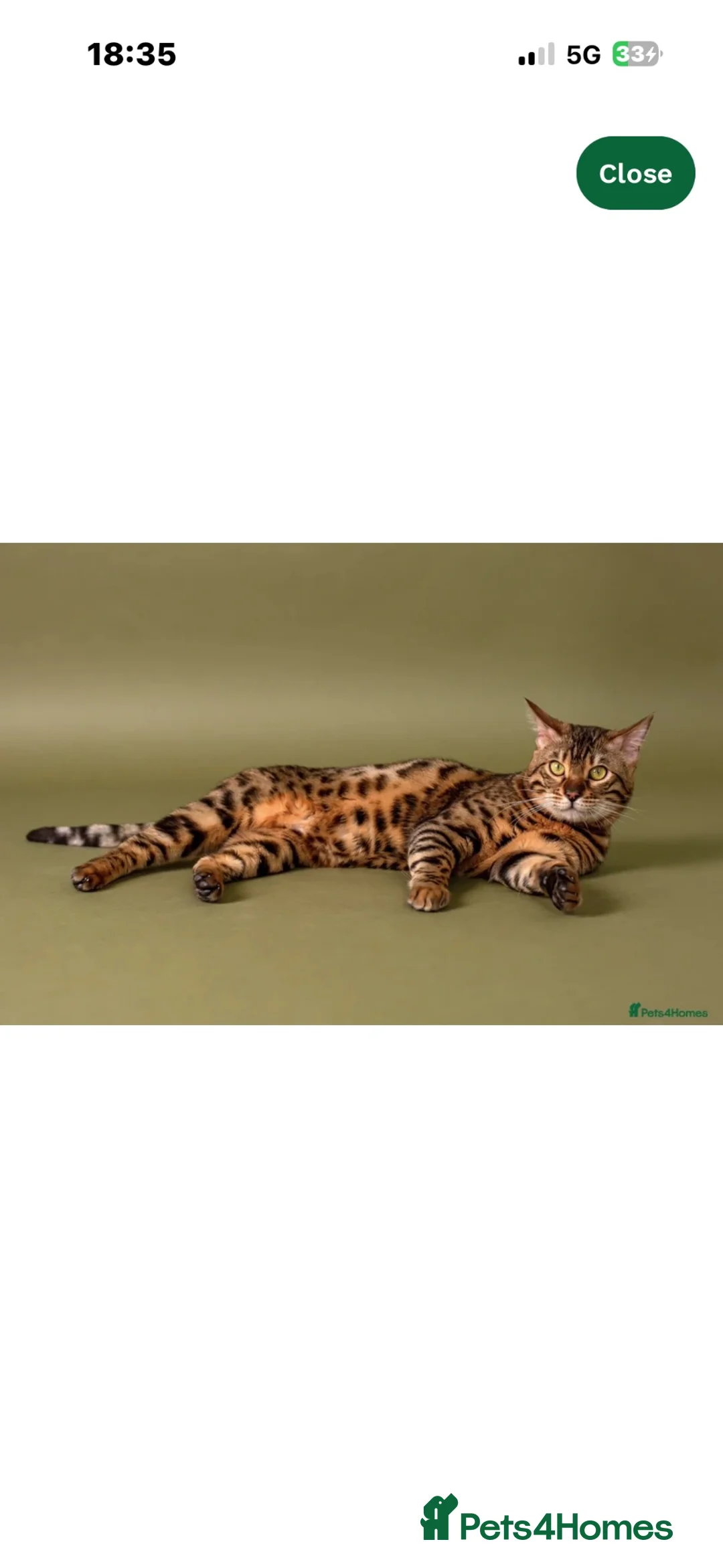 Bengal cats for sale: Tica Registered Pedigree Bengal kittens - Advert 31