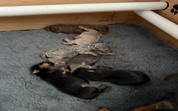 Jack Russell dogs for sale: Jack Russell Puppies 4 boys 1 girl available - Image 1