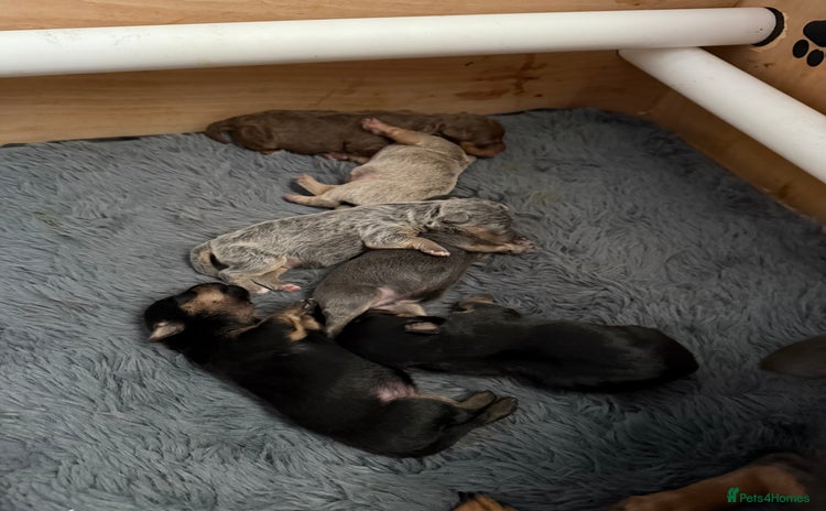 Jack Russell dogs - Advert 1